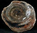 Unusualy Colored Madagascar Petrified Wood Slab - #28320-2